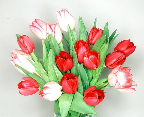 Red & white tulips, 1999 (colour photo)  à Norman  Hollands