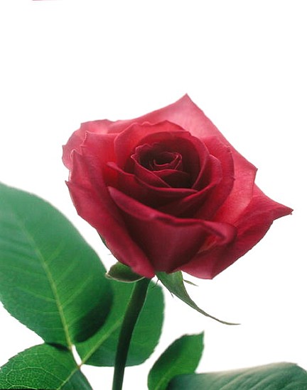 Red rose, 1999 (colour photo)  à Norman  Hollands