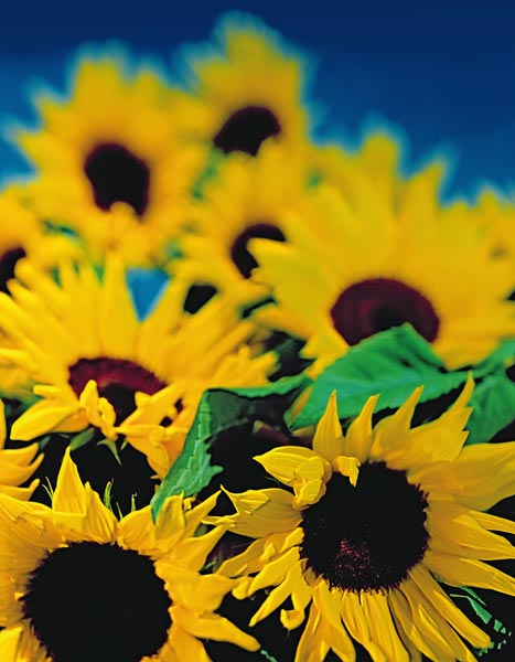Sunflower relief, 1999 (colour photo)  à Norman  Hollands