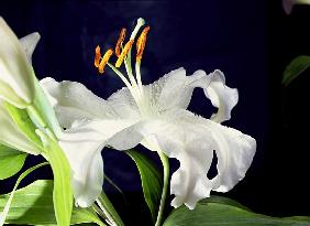 White lily, 1999 (colour photo) 