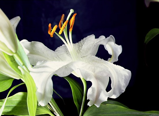 White lily, 1999 (colour photo)  à Norman  Hollands
