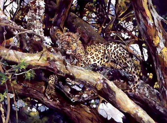 Kenyan Leopard, 1997 (acrylic and pencil crayon on paper)  à Odile  Kidd