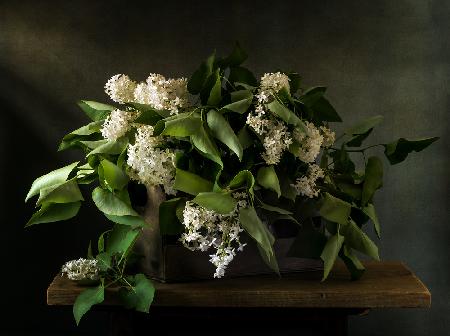 White lilac