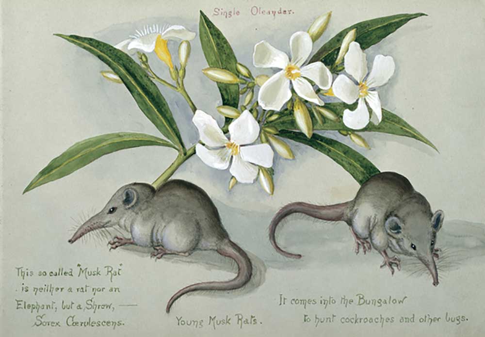 Suncus murinus caerulescens, Indian grey musk-shrew, Young Musk Rats, from one of 16 sketchbooks pre à Olivia Fanny Tonge