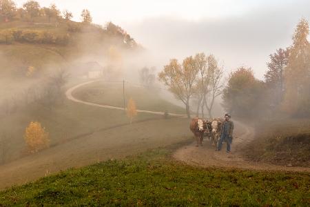 A surprise ox cart