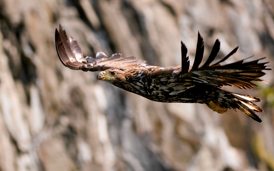 White-tailed eagle à Olof Petterson