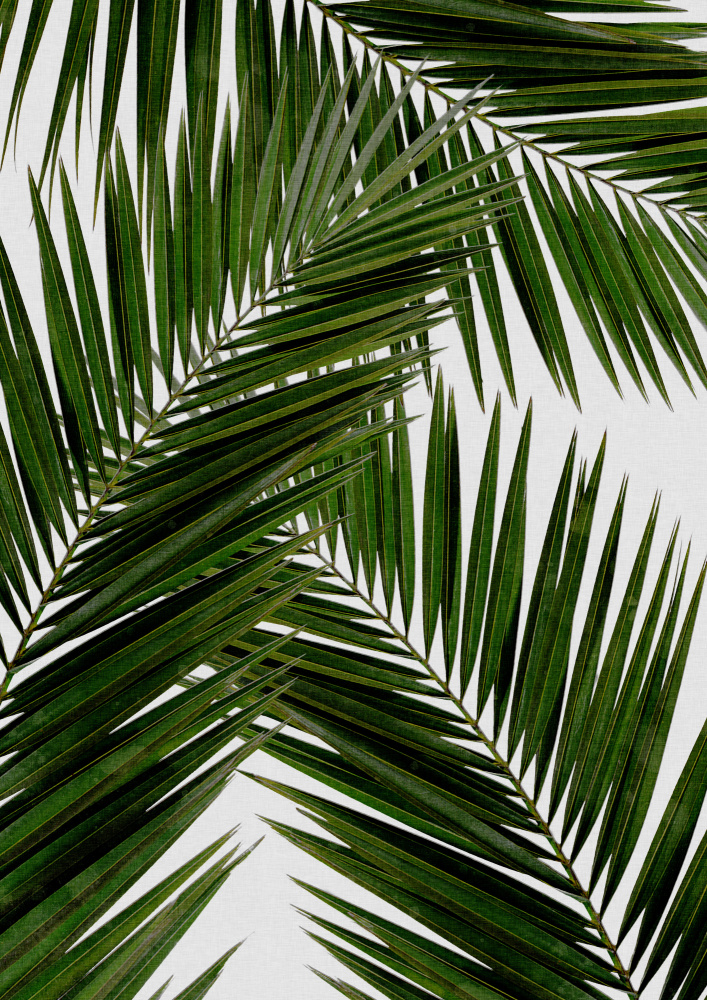 Palm Leaf III à Orara Studio