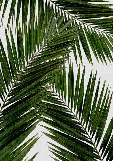 Palm Leaf III