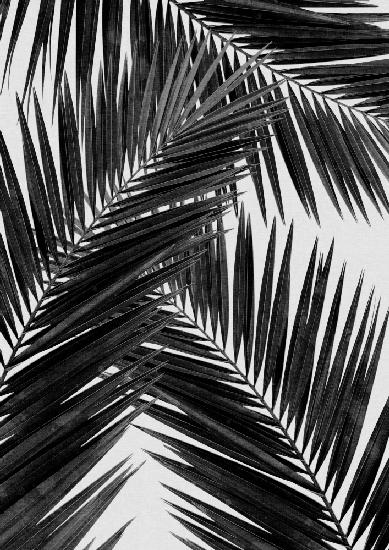 Palm Leaf Black &amp; White III