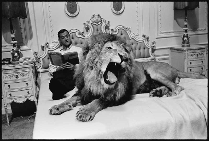 Tony Randall with lion (Zamba), on the set of Fluffy à Orlando Suero
