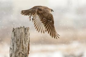 Flight against the snowstorm