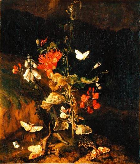 Flower Study à Otto Marseus van Schrieck
