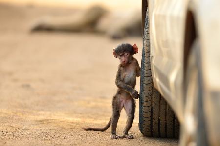 Tire check