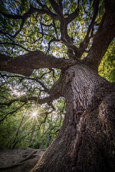 The Witches’ Oak