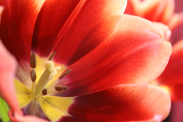 Rote Tulpe à 