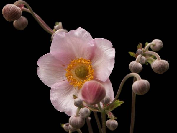 Anemone japonica à 