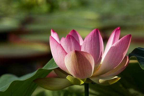 Lotus-Blüte à 