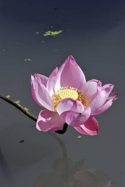 fleur de lotus 2 à 