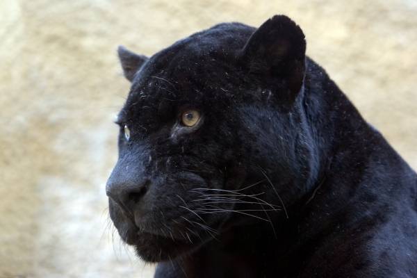 schwarzer Panther à 
