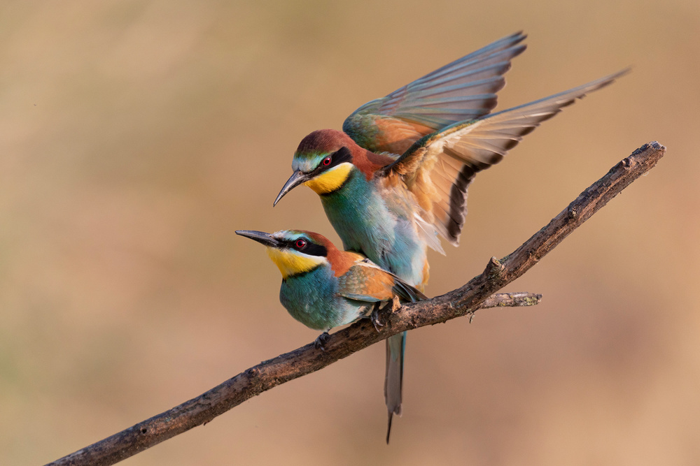 Bee-Eater à Paolo Bolla