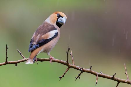 Hawfinch