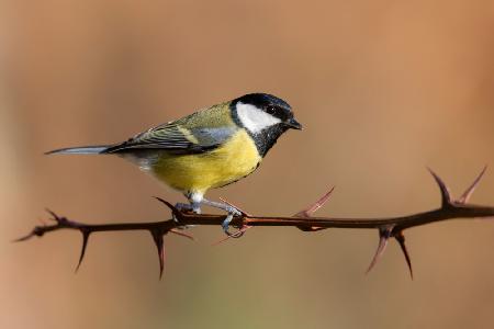 Great Tit