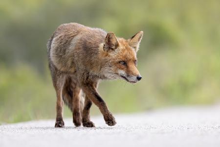 Red Fox