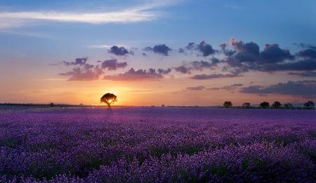 Lonely tree in Valensole