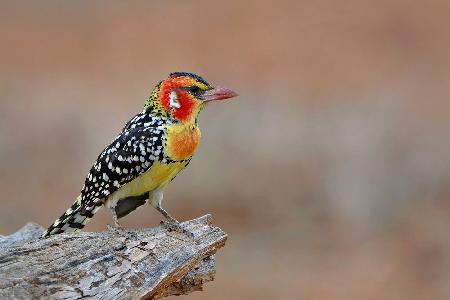 Red &amp; Yellow Barbet