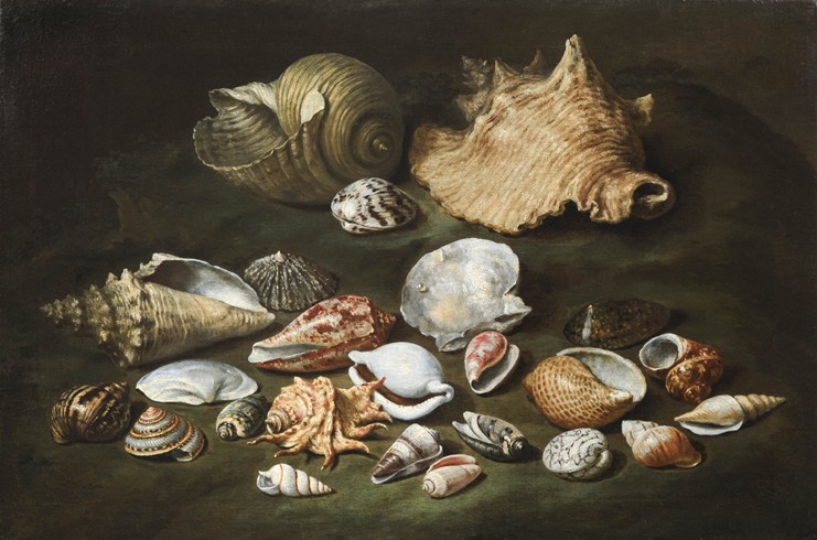 Still life with shells à Paolo Porpora