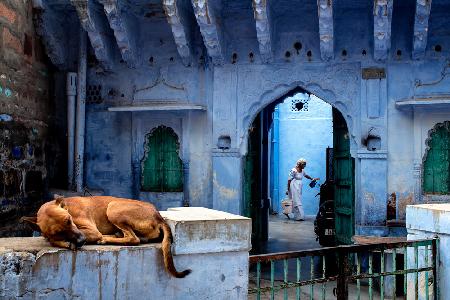 A morning at Jodhpur the Blue city