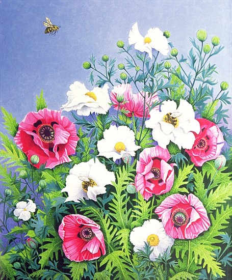 Honey Bee, Honey Bee (oil on canvas)  à Pat  Scott