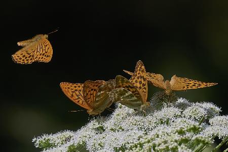 Butterflies landing