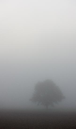 Baum im Nebel à Patrick Pleul