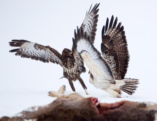 Buzzards fighting for food à Patrick Pleul