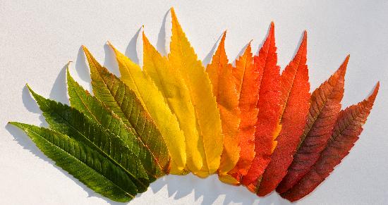 Farbige Herbstblätter à Patrick Pleul