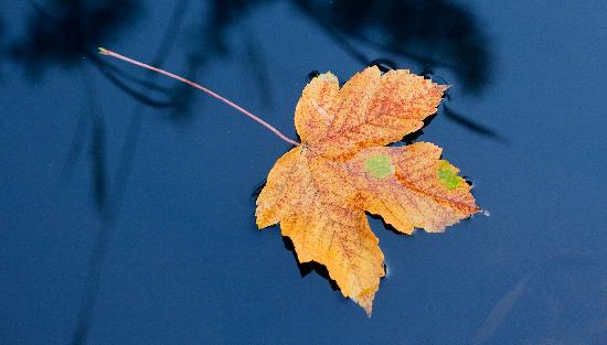 Herbstblatt im Wasser à Patrick Pleul