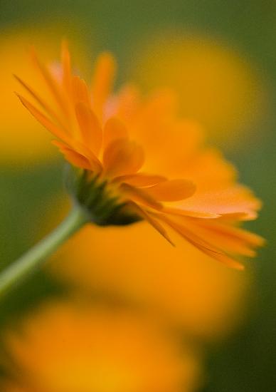 Ringelblume ist Heilpflanze des Jahres 2009 à Patrick Pleul