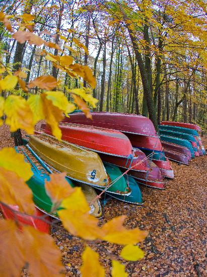 Ruderboote im Herbstwald am Stechlinsee à Patrick Pleul