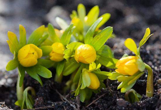 Tauwetter lässt Frühjahrsblüher sprießen à Patrick Pleul