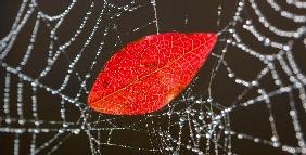 Blatt im Spinnennetz