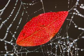 Blatt im Spinnennetz
