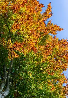 Buche mit buntem Herbstlaub