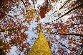 Herbstwald in Brandenburg