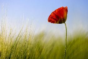 Klatschmohn im Getreidefeld