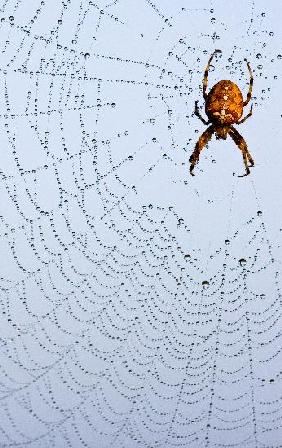 Kreuzspinne im Tautropfen-Netz