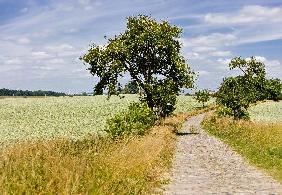 Landschaft der Uckermark in Brandenburg