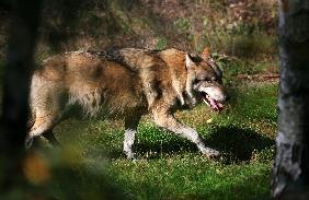 Wolf im Wildpark Schorfheide