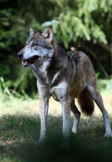 Wolf im Wildpark Schorfheide à Patrick Pleul