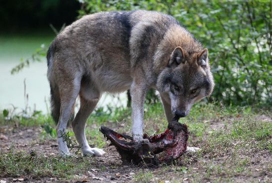 Wolf im Wildpark Schorfheide à Patrick Pleul